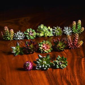 Assorted Artificial Succulents (15 Pack)