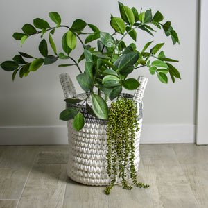 Extra Large String of Pearls Plant (3 Pack)